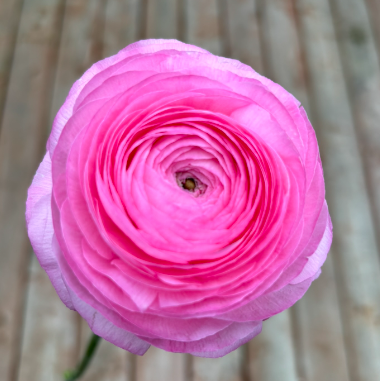 Ranunculus Amandine 'Barby'