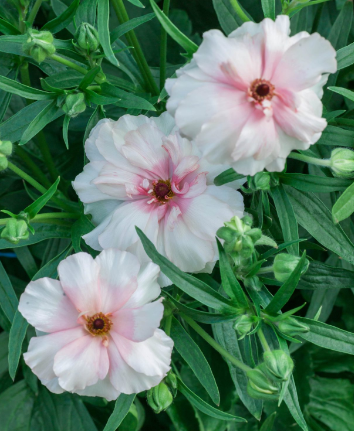 Ranunculus Butterfly 'Ariadne'