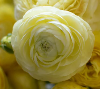 Ranunculus Amandine 'Cream'