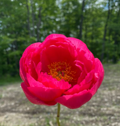 Peony 'Cyntheria'