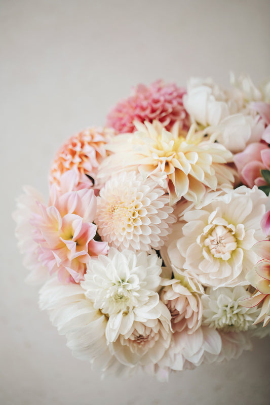 Dahlia Mystery 5 Pack