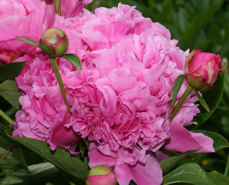 Peony 'Jacorma'