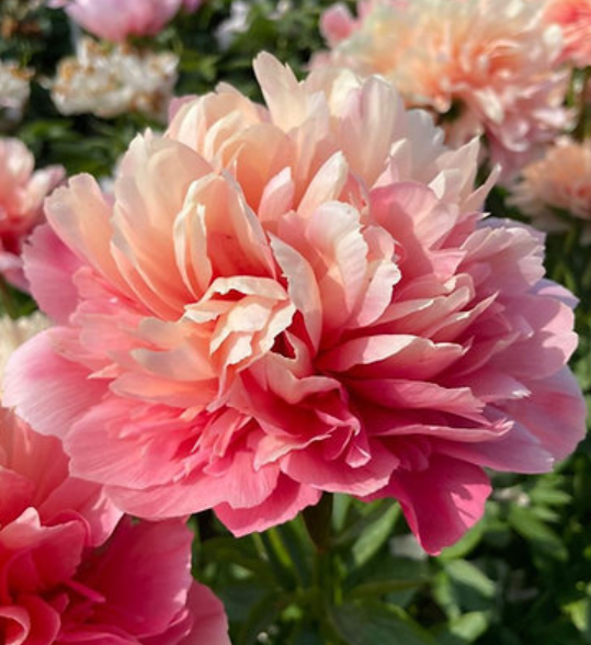 Peony 'Lorelei'