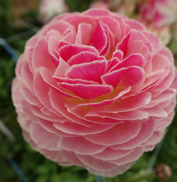 Ranunculus Koyfish 'Marquerittes'