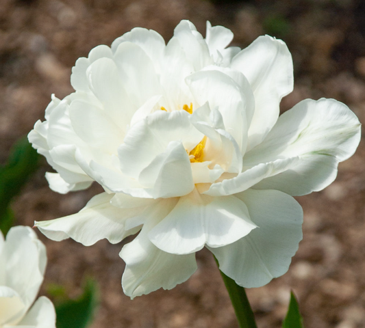 Tulip 'Mount Tacoma'