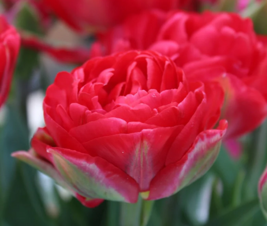 Tulip 'Pamploma'