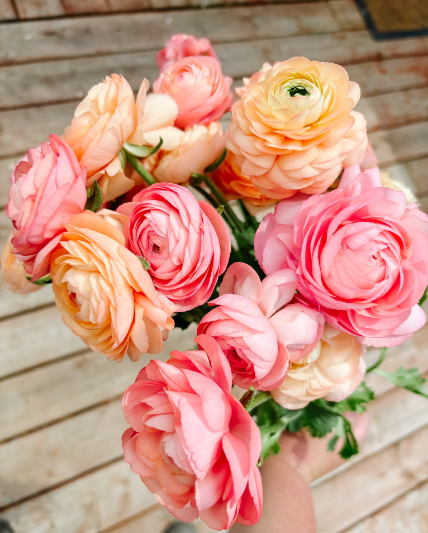 Ranunculus Amandine 'Pastel Mix'