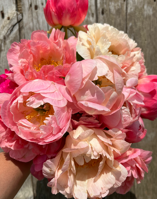 Peony 'Pink Hawaiian Coral'