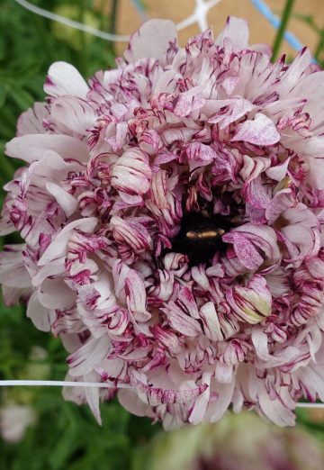 Ranunculus Brushmark 'Seti'