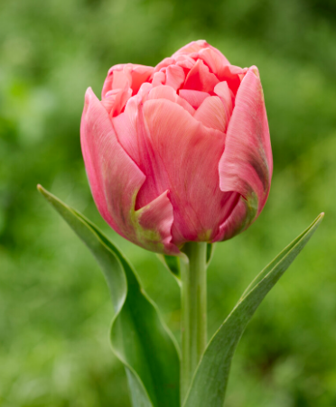 Tulip 'Symbiose Salmon'