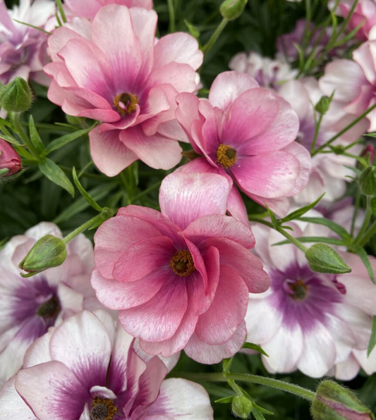 Ranunculus Butterfly 'Thiva'