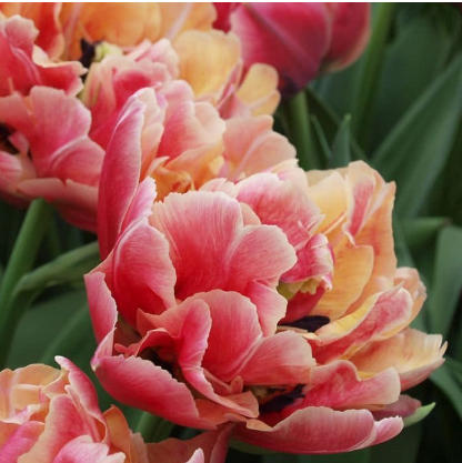 Tulip 'Verona Sunrise'