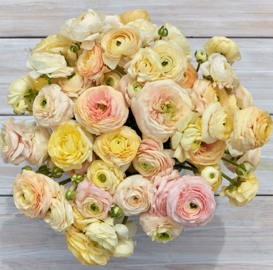 Ranunculus Half Clone 'Wedding Pastels'