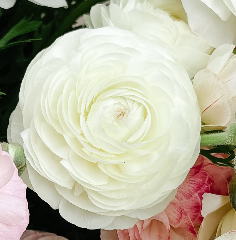 Ranunculus Amandine 'White'